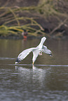 common European gull