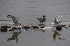 European Gulls and Greylag Goose