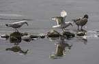European Gulls and Greylag Goose