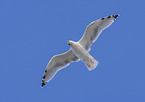 common European gull