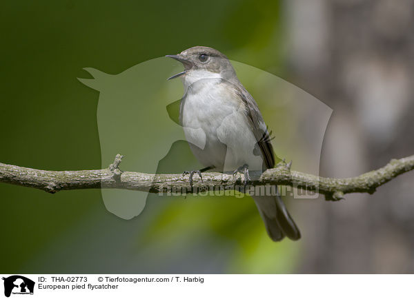 Trauerschnpper / European pied flycatcher / THA-02773