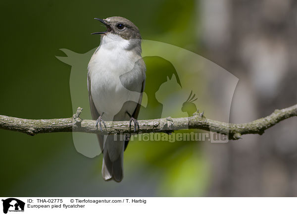 Trauerschnpper / European pied flycatcher / THA-02775