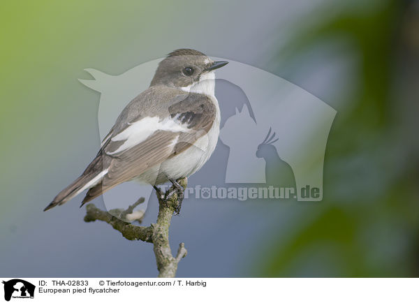 European pied flycatcher / THA-02833