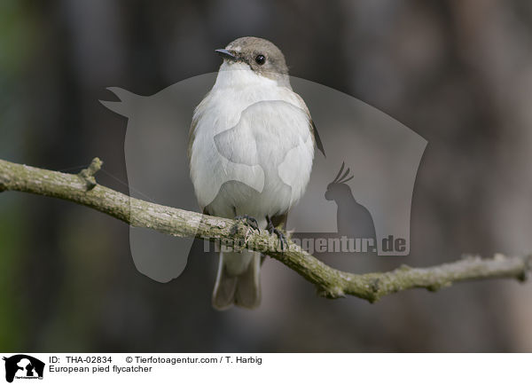 European pied flycatcher / THA-02834