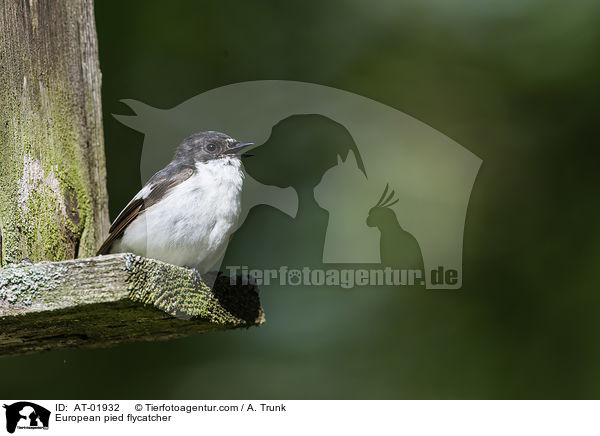 Trauerschnpper / European pied flycatcher / AT-01932