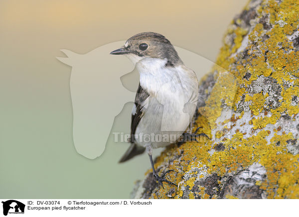 Trauerschnpper / European pied flycatcher / DV-03074