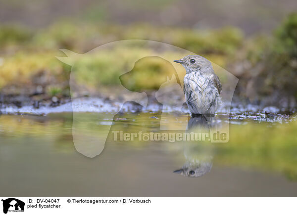 pied flycatcher / DV-04047