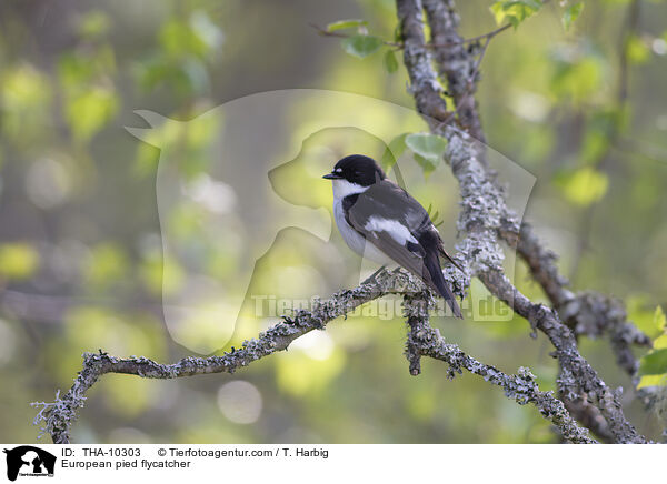 Trauerschnpper / European pied flycatcher / THA-10303