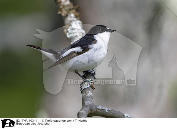European pied flycatcher / THA-10311