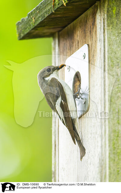 Trauerschnpper / European pied flycatcher / DMS-10690