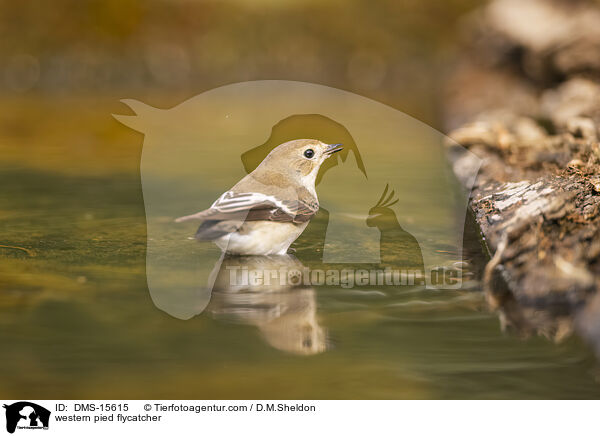 western pied flycatcher / DMS-15615