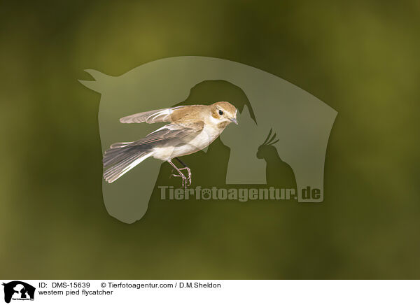 western pied flycatcher / DMS-15639