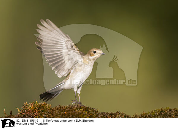 western pied flycatcher / DMS-15645