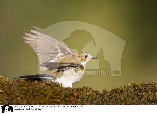 western pied flycatcher / DMS-15648