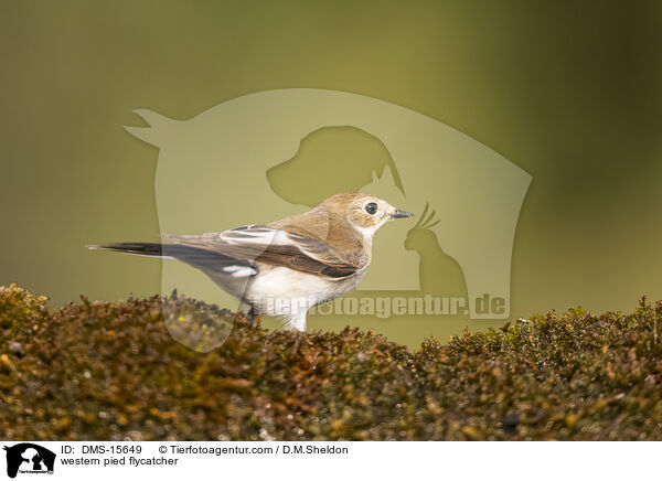 western pied flycatcher / DMS-15649