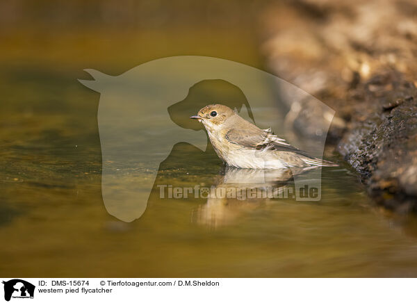 Trauerschnpper / western pied flycatcher / DMS-15674