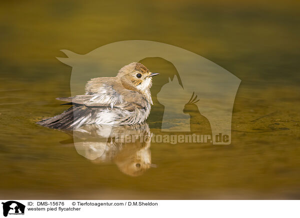 Trauerschnpper / western pied flycatcher / DMS-15676
