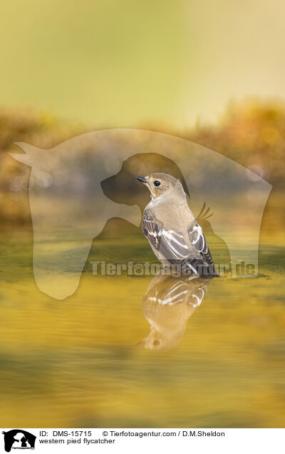 western pied flycatcher / DMS-15715