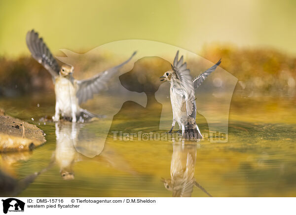western pied flycatcher / DMS-15716