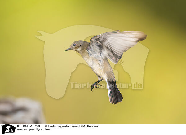 Trauerschnpper / western pied flycatcher / DMS-15720