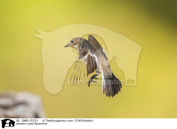 Trauerschnpper / western pied flycatcher / DMS-15721