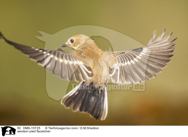 western pied flycatcher / DMS-15725