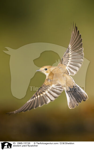 western pied flycatcher / DMS-15726