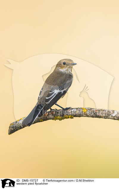 Trauerschnpper / western pied flycatcher / DMS-15727