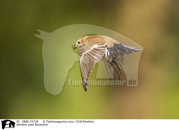 western pied flycatcher / DMS-15728