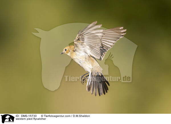 western pied flycatcher / DMS-15730