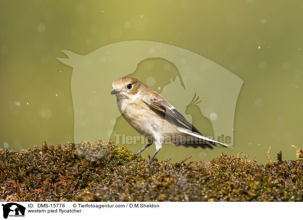 western pied flycatcher / DMS-15778