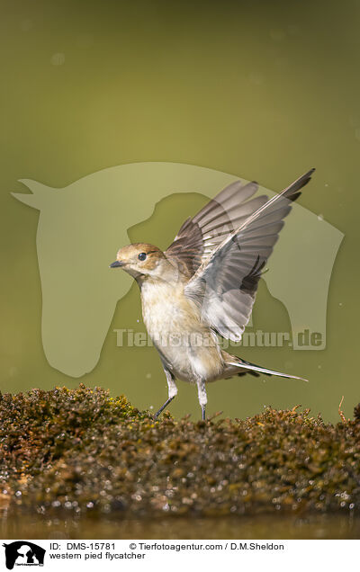 western pied flycatcher / DMS-15781