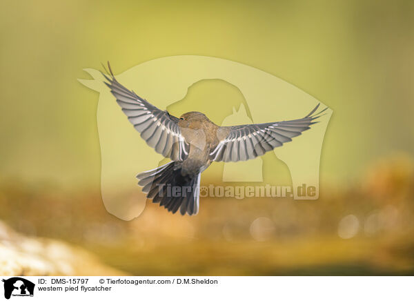 western pied flycatcher / DMS-15797
