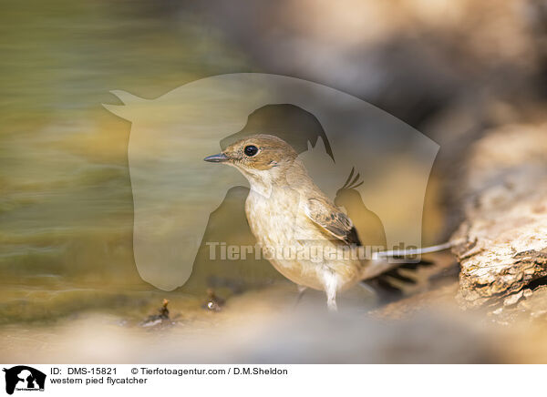 Trauerschnpper / western pied flycatcher / DMS-15821