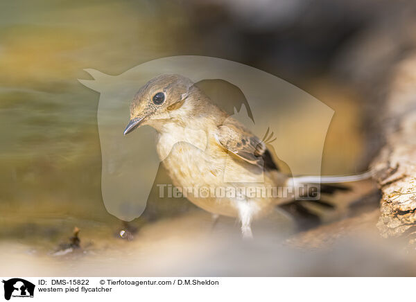 western pied flycatcher / DMS-15822