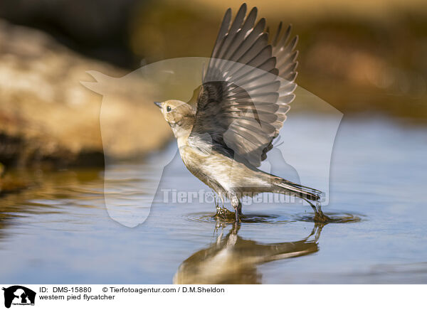 western pied flycatcher / DMS-15880