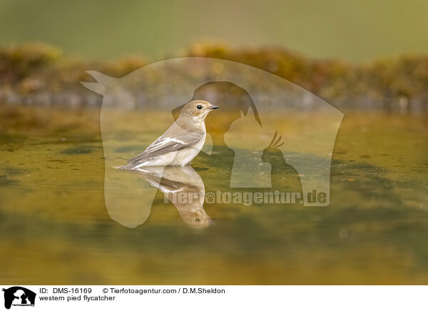 Trauerschnpper / western pied flycatcher / DMS-16169