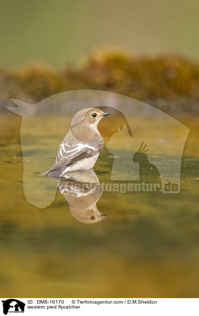 western pied flycatcher / DMS-16170