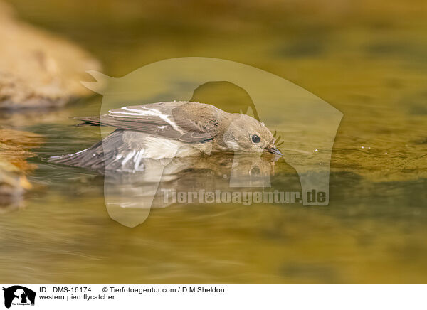 western pied flycatcher / DMS-16174