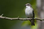 European pied flycatcher