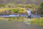 pied flycatcher