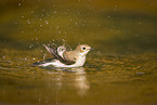 western pied flycatcher