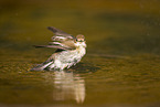 western pied flycatcher