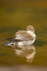 western pied flycatcher