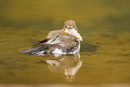 western pied flycatcher