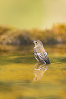 western pied flycatcher