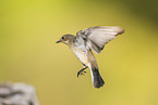 western pied flycatcher