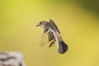 western pied flycatcher