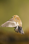 western pied flycatcher