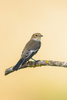 western pied flycatcher